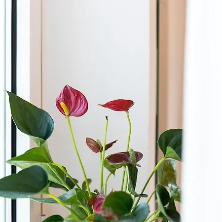 Guest house Studio Apartment Simba 3*